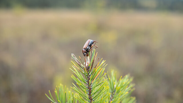 Dead European chafer beetle on a green Pine closeup side macro photo.