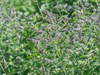 (Mentha spicata crispa) Common mint or spearmint, dark green leaves with serrated margin on hairy...