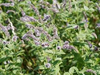 (Mentha spicata crispa) Common mint or spearmint producing pink to purple flowers in slender spikes...