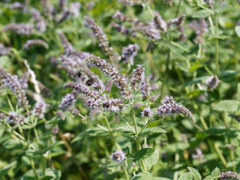 (Mentha spicata crispa) Common mint or spearmint, dark green leaves with serrated margin on hairy square-shaped stems. Pink flowers in slender spikes