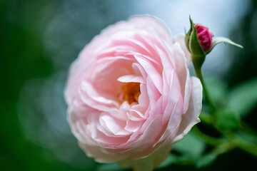 Tenderness pink Rose flower in flowers garden. Beautiful rose flower over blurred green background. Flowering background of bloom pink rose in summer in rose garden. Floral background