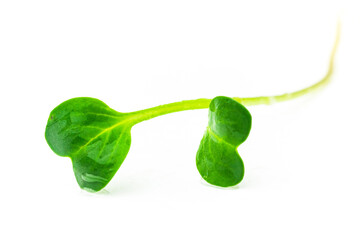 Single radish microgreen shoot isolated on white background. Daikon radish sprout macro...