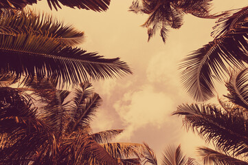 Summer vacation and nature travel adventure concept. Tropical palm tree on sunset sky and clouds...
