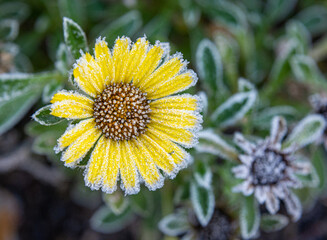 Herbstblume mit Raureif