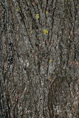 dark tree bark with yellow dots