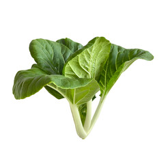 Isolated Cabbage Pak Choi White Stem on white background. Clipping path.