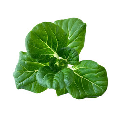 Isolated Cabbage Pak Choi White Stem on white background. Clipping path.
