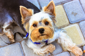 A beautiful little fluffy Yorkshire Terrier dog is lying on a tiled floor and looking up. A dog in a harness and leash is resting outside. Devoted pet waiting for owner, guarding house. Canine animal.