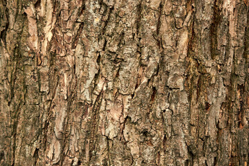 Tree bark close up, tree bark background