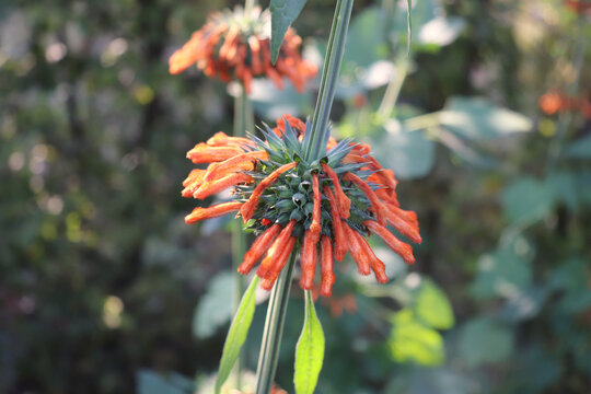 Leonotis leonurus, also known as lion's tail and wild dagga in the garden. It is known for its medicinal properties. Botanical, natural, herb, and flower concept.