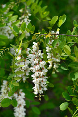 Black locust
