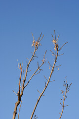 Common ash