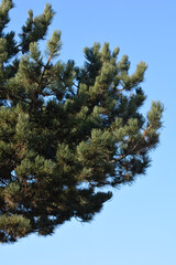 Fototapeta premium Black pine