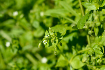 Common chickweed