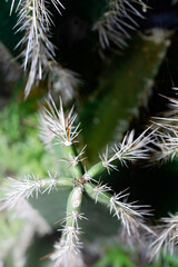 shape of a cactus tree from above.  spiny star.  has five sides and has thorns