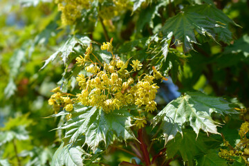 Norway maple Globosum