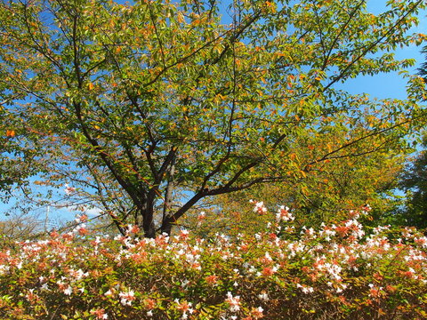 秋の公園の色づき始めた黄葉の桜の木とアベリア
