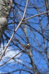 Common horse chestnut