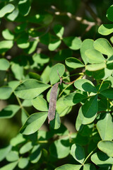 Dalmatian laburnum