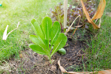 Small vegetables in the field garden.
