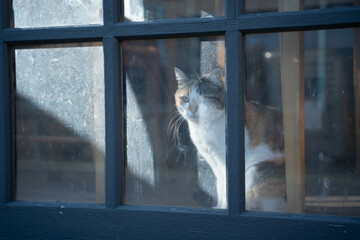 窓の外を眺める三毛猫