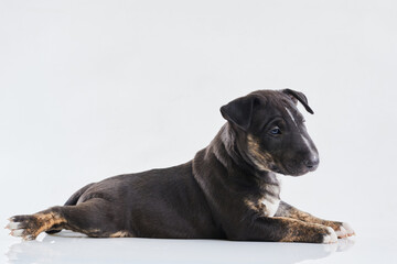 Miniature bull terrier dog lies on a white background. Funny Dark Bull terrier puppy - studio portrait.