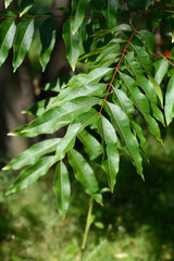 Western soapberry