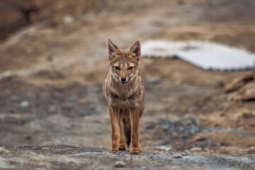 Fox in the woods seeking for food