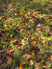 秋の公園の桜の枯れ葉と若草のある野原風景