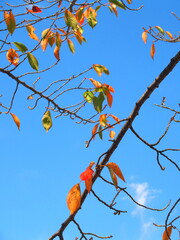 秋の公園の色づき始めた桜の葉と青空