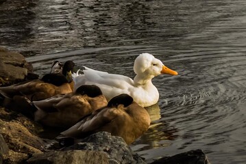 White duck swimming in the sunrise