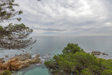 Pine trees above the sea. Seascape on a cloudy day with pine trees and rock.