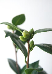 Blossom of camelia japonica, Dahlonega variety, japanese camellia
