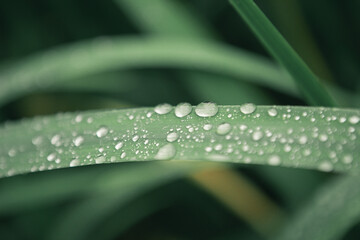 drops of dew on a grass