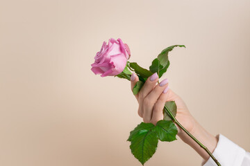 female hand with beautiful manicure holding rose flower on beige background. love and romance...