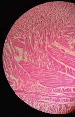 Skeletal muscle cell under microscope.