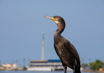 great cormorants resting on old rusty pier by the sea
