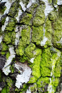 Birch bark texture with moss