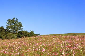 快晴の空とコスモス畑