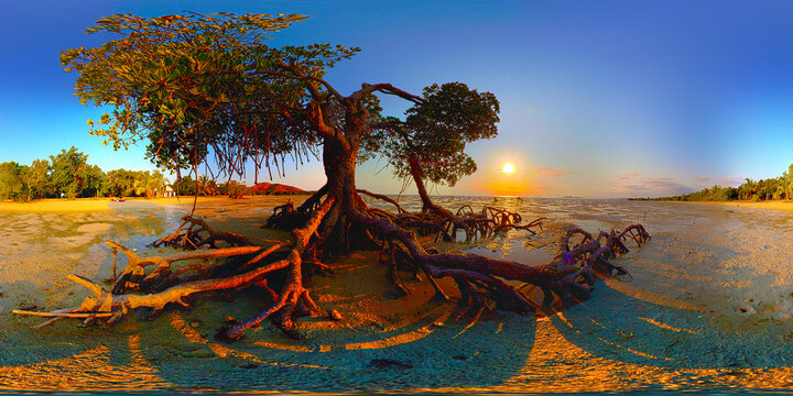 The Tree &amp;  The Sunset