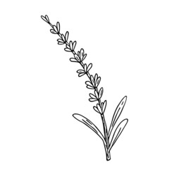 Lavender,doodle hand drawn sketch,line art.Botanical floral decoration.Botanical flower decoration,french field flower,natural organic product,herb.Design for medicine,aromatherapy,tea ceremony.Vector