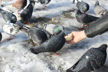 In winter, a man feeds pigeons in the park. Wild pigeons eat bread from the hands of a young Caucasian. Tame street birds