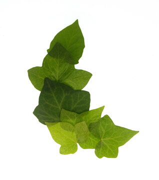 Frame of Hedera,  ivy leaves on white background