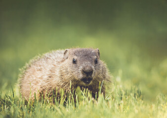 Young Groundhog (Marmota monax) closeup in grass soft green background