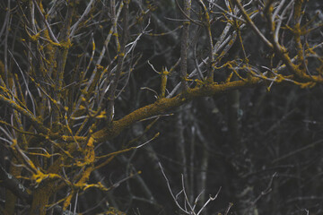 zweige / branches