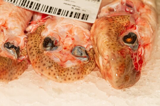 Small-spotted catshark (Scyliorhinus canicula) fresh on the ice in a market in A Coruña (Spain), selective focus on the center of the image.