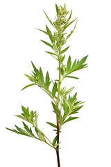 Artemisia vulgaris, common mugwort flower