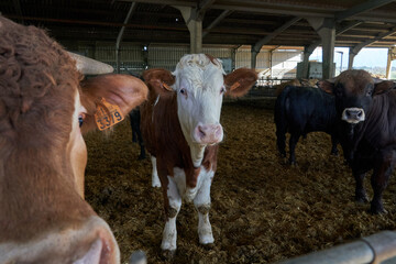 Vacas  para carne en un explotación agrícola extensiva aunque libres de moverse en el establo.