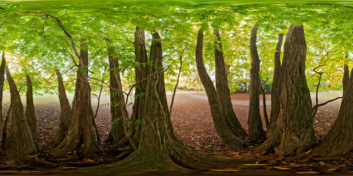 Old ash tree in the Exotic Garden of the University Stuttgart-Hohenheim