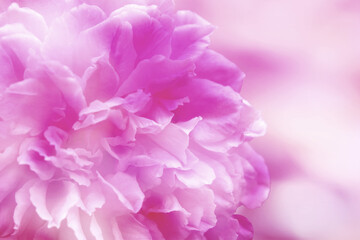 Petal of pink rose on blur background